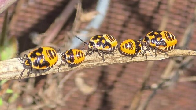 
Extreme macro of shield bug nymphs sunbathing and playing musical chairs on a dry twig under bright natural sunlight.#008


 