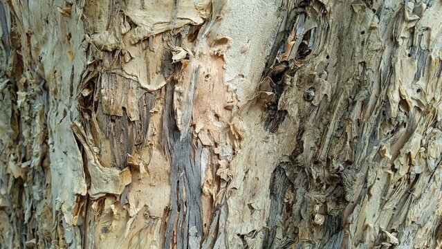 tree bark texture