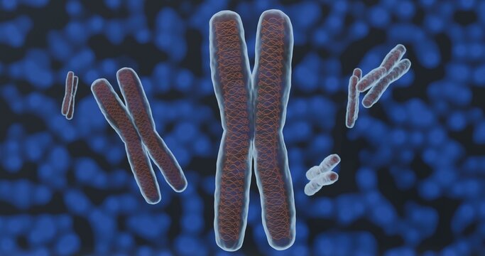 3d illustration of semi-transparent chromosomes showing dna filaments, arbitrary colours