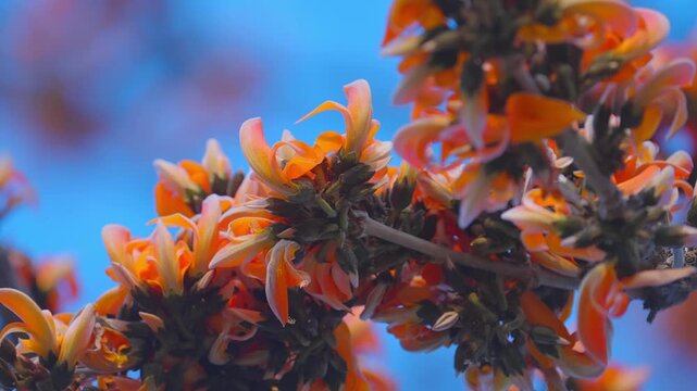 Flame of the Forest is a sacred tree with orange-red flowers used for medicine, dye, and wildlife food in Indian forests