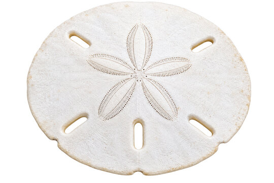 White Sand Dollar Shell with Natural Star Pattern Isolated on Transparent Background