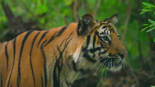 Close-up tiger reveals intricate striped pattern rippling across powerful shoulder blades&mdash;nature's perfect predator design.