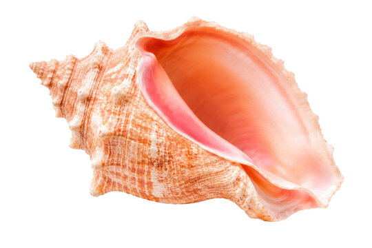 Pink Conch Seashell with Large Open Interior Isolated on Transparent Background