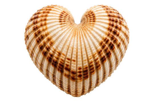 Heart Shaped Cockle Shell with Brown Striped Ridges Isolated on Transparent Background