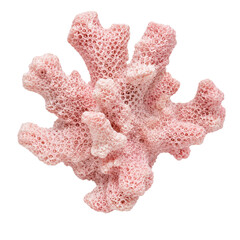 Obraz premium Pink Branching Coral Fragment with Porous Reef Texture Isolated on Transparent Background
