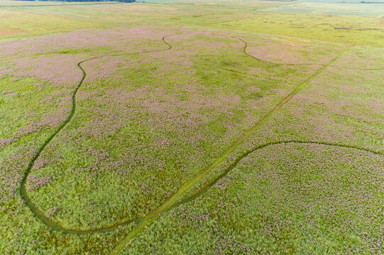 63899-05617 Aerial of a prairie with Showy Tick Trefoil (Desmodium canadense) in bloom Prairie Ridge State Natural Area Marion Co. IL