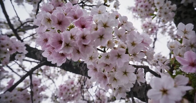 Closeup, steady cam under beautiful cherry blossom branches in the spring as breeze moves them