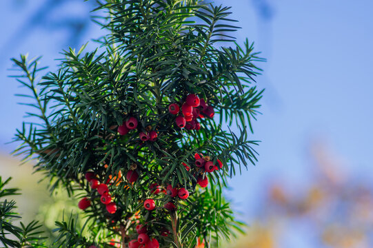 Taxus baccata European yew is conifer shrub with poisonous and bitter red ripened berry fruits, green needles