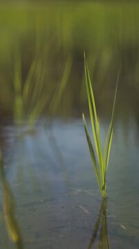 風に揺れる田植えされたばかりの苗 スーパースロー縦型の日本の田園風景動画