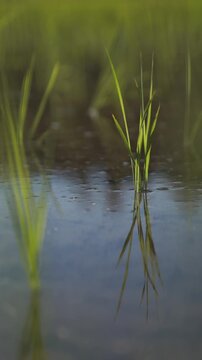 風に揺れる田植えされたばかりの苗 スーパースロー縦型の日本の田園風景動画