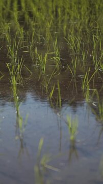 風に揺れる田植えされたばかりの苗 スーパースロー縦型の日本の田園風景動画