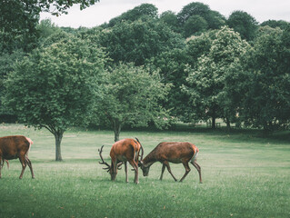 Fototapeta premium Deer in the park
