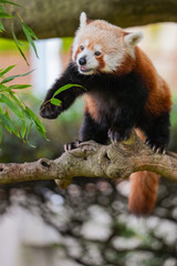 Fototapeta premium red panda eating bamboo leaves
