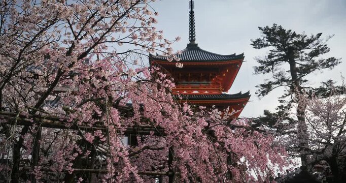 Low, steady cam shot near cherry blossom trees with ancient Japanese tower behind it