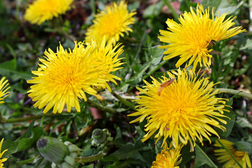 Obraz premium yellow dandelion flower