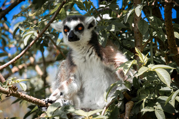ring tailed lemur © Khalil Abu Hammad