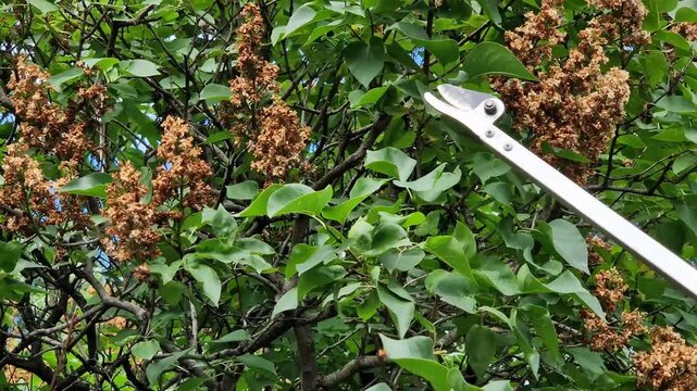 Garden secateurs (long pole secateurs) are designed for pruning high branches and wilted shoots. High-altitude telescopic garden secateurs cut dried lilac inflorescences. Metal garden tool