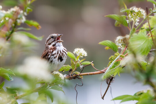 Song sparrow singing among blooms