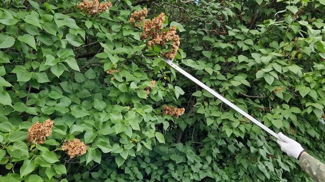 Garden secateurs (long pole secateurs) are designed for pruning high branches and wilted shoots. High-altitude telescopic garden secateurs cut dried lilac inflorescences. Metal garden tool