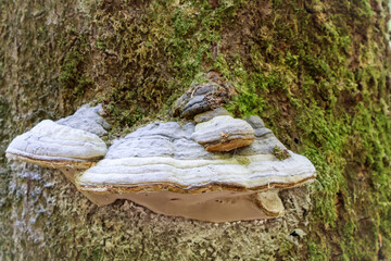 Fototapeta premium mushroom on a tree. ( Fomes fomentsrius) close-up. Green moss. 