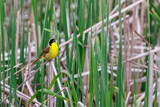 Common Yellowthroat singing among the reeds