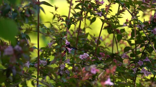 Insecte pollinisateur butinant des fleurs d&rsquo;ab&eacute;lia au ralenti