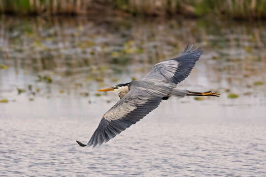 Great Blue Heron in flight over marsh environment