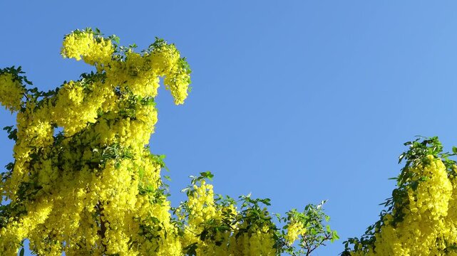 Low-angle view of bright yellow golden chain tree, also known as Laburnum, flowers swaying in the wind against a clear blue sky