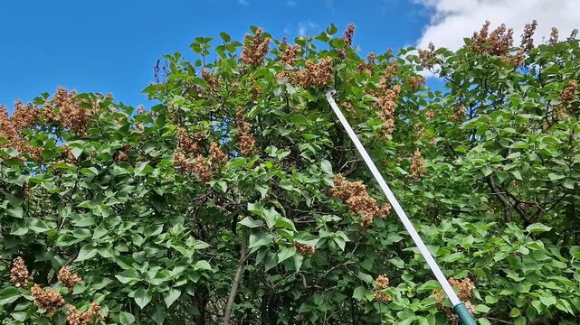 High-altitude telescopic garden secateurs cut dried lilac inflorescences. Garden secateurs (long pole secateurs) are designed for pruning high branches. Metal garden tool in operation