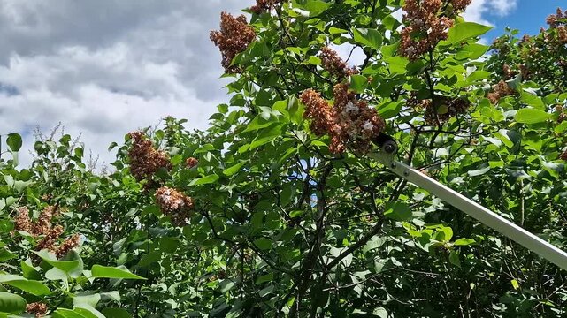 High-altitude telescopic garden secateurs cut dried lilac inflorescences. Garden secateurs (long pole secateurs) are designed for pruning high branches. Metal garden tool in operation