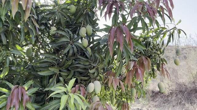 Green Mangoes Hanging from a Tree Branch. Mango Tree with Unripe Fruits and Red Young Leaves. Tropical Agriculture and Fruit Farming Concept. Fresh Healthy Fruits Growing in Nature.