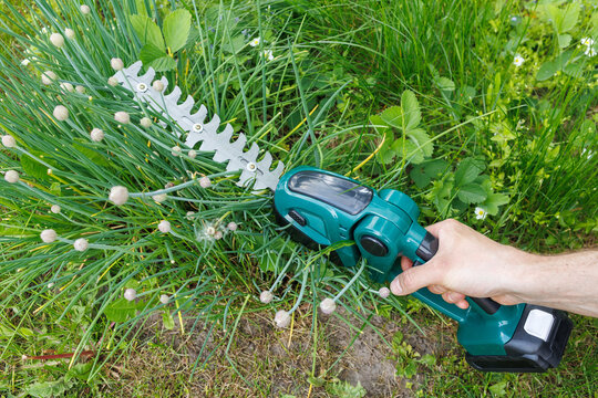 Hand uses a cordless hedge trimmer to cut chive stems in a garden