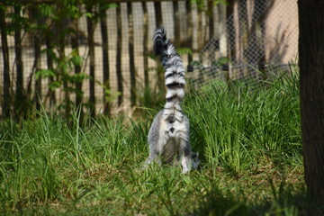 Fototapeta premium ring tailed lemur