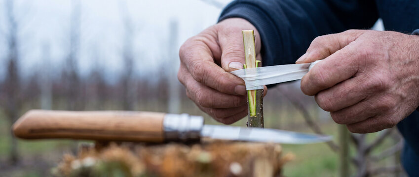 Gardener grafting young fruit tree with budding tape and knife in orchard hands-on propagation