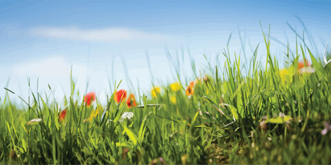Blooming meadow with small wildflowers and green grass wildflowers blooming sunlight colorful landscape botanical environment daylight meadowland peaceful tranquil vegetation © Romana