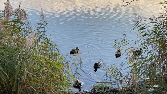 Wild ducks swimming in a tranquil lake framed by reeds