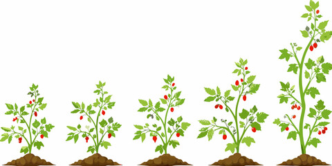 plant growth stages vector illustration life cycle © Rupa