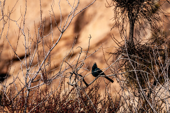 Telephoto of a male Phainopepla -Phainopepla nitens- sitting on a branch in Joshua Tree national park