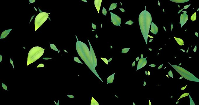Green leaves falling down on dark green background, seamless loop. With transparent by alpha channel.