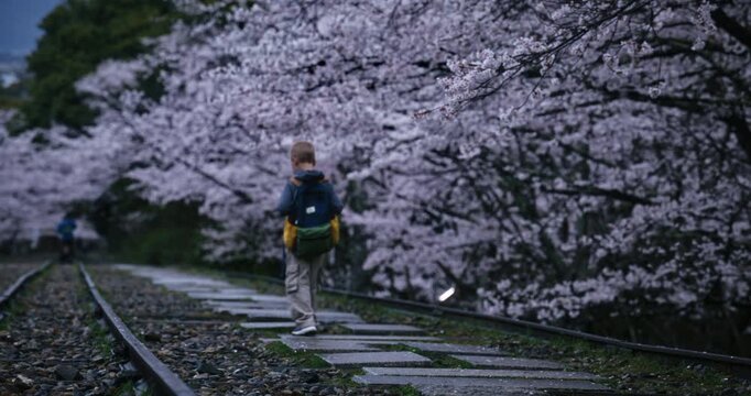 Little boy with backpack walking away alone on stone path surrounded by cherry blossom trees
