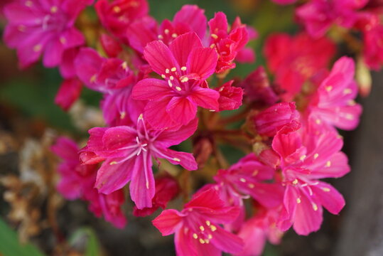 Macro shot of vibrant fuchsia pink lewisia flowers blooming in a cluster