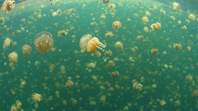 Golden jellyfish, Mastigias papua etpisoni, aggregate in Palau's famed Jellyfish Lake. This remote and beautiful marine lake is one of the unique places to snorkel on planet Earth.