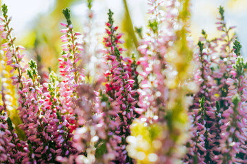 Obraz premium Colorful heather flowers with soft bokeh background