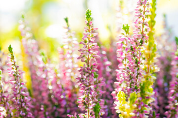 Obraz premium Heather flowers blooming in sunlight