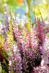 Obraz premium Heather flowers blooming in sunlight
