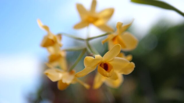 Cinematic macro close-up of golden yellow Dendrobium orchid flowers blooming on a stem in a tropical garden