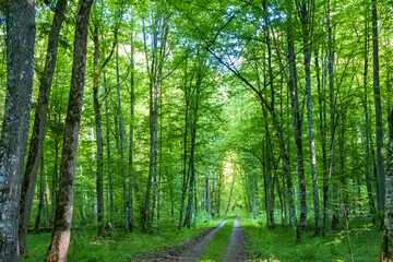 Fototapeta premium Dirt road through deciduous forest in Bialowieza Forest in spring, Poland