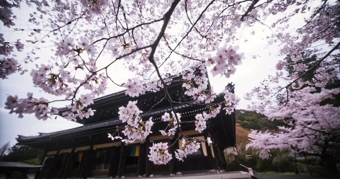 Beautiful cherry blossom branches near ancient Japanese temple