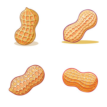 Peanut Set Illustrations Isolated Natural Food Ingredients