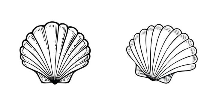 Set of two hand drawn scallop shells with vintage engraving style